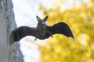 chauve-souris                     